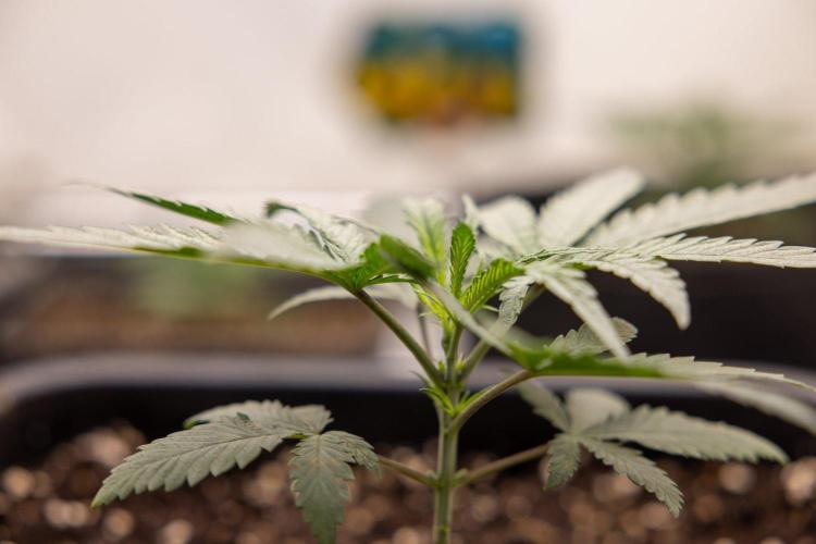 Sativa Fiesta 🤸 - Zamnesia x B&B. Week 2 - Sativa Fiesta Photoperiodic