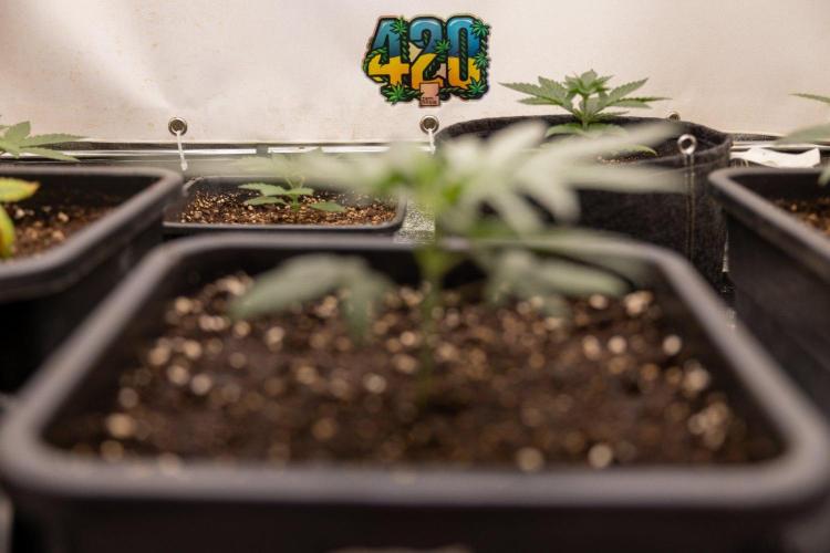Sativa Fiesta 🤸 - Zamnesia x B&B. Week 2 - Sativa Fiesta Photoperiodic