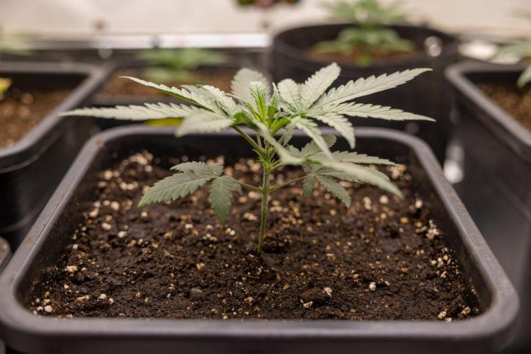 Sativa Fiesta 🤸 - Zamnesia x B&B. Week 2 - Sativa Fiesta Photoperiodic