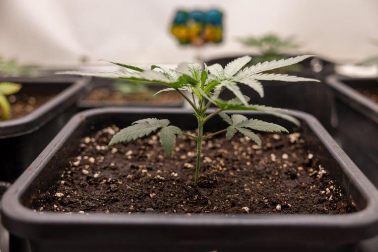 Sativa Fiesta 🤸 - Zamnesia x B&B. Week 2 - Sativa Fiesta Photoperiodic