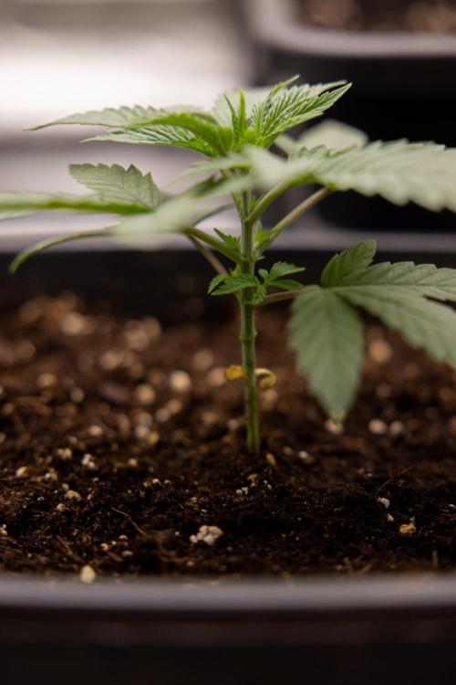 Forbidden Fruit 🏵️ - Zamnesia x B&B. Week 2 - Forbidden Fruit Photoperiodic