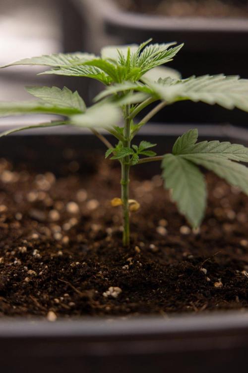 Forbidden Fruit 🏵️ - Zamnesia x B&B. Week 2 - Forbidden Fruit Photoperiodic