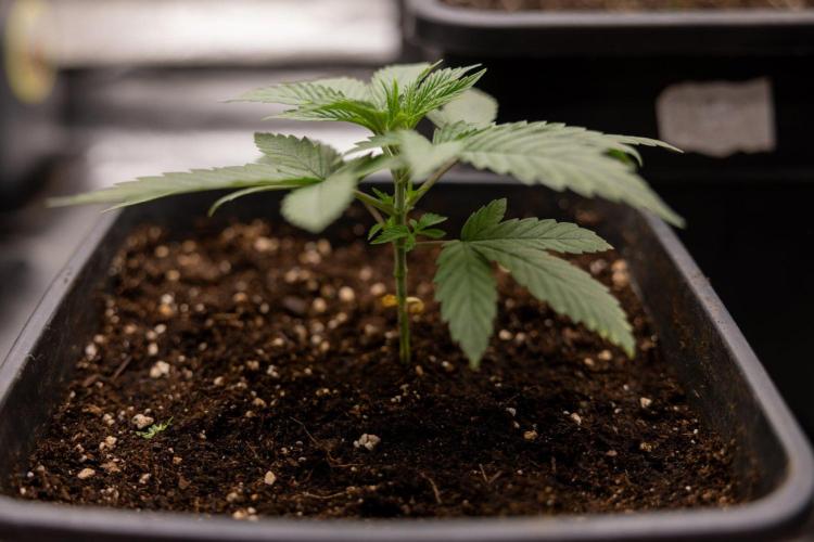 Forbidden Fruit 🏵️ - Zamnesia x B&B. Week 2 - Forbidden Fruit Photoperiodic