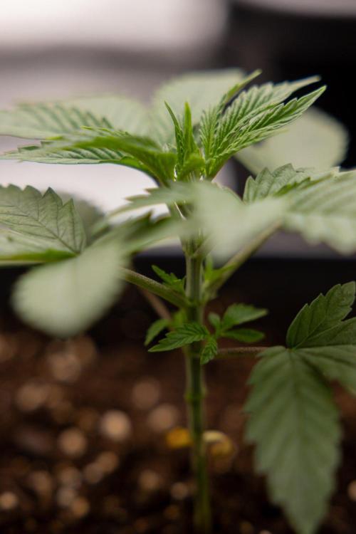 Forbidden Fruit 🏵️ - Zamnesia x B&B. Week 2 - Forbidden Fruit Photoperiodic