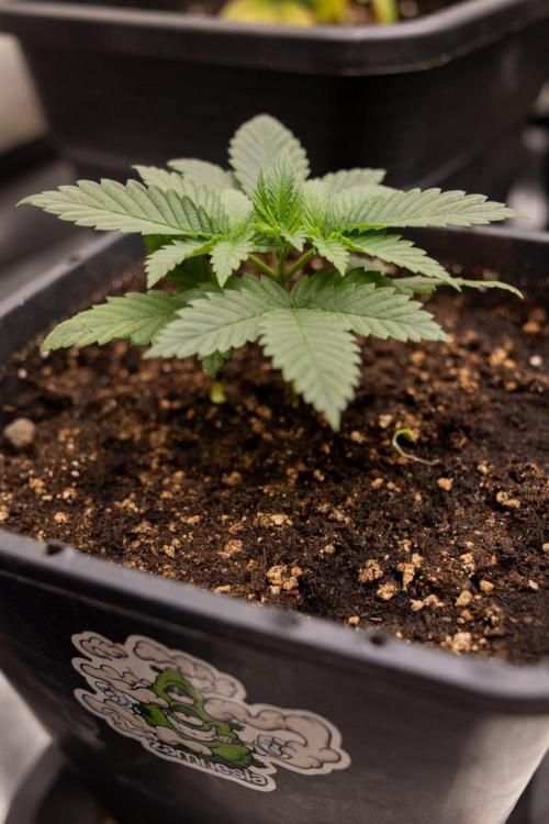 Hash Burger 🍔 - Zamnesia x B&B. Week 2 - Hash Burger Photoperiodic