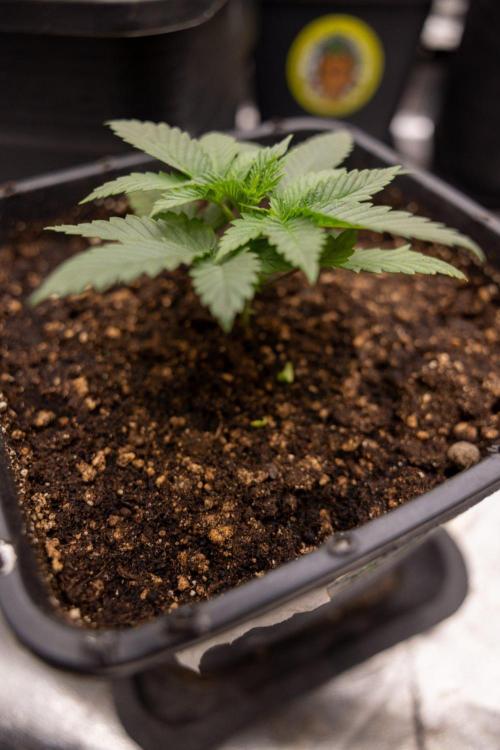 Hash Burger 🍔 - Zamnesia x B&B. Week 2 - Hash Burger Photoperiodic