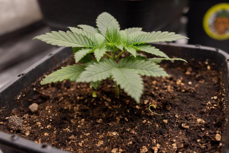 Hash Burger 🍔 - Zamnesia x B&B. Week 2 - Hash Burger Photoperiodic