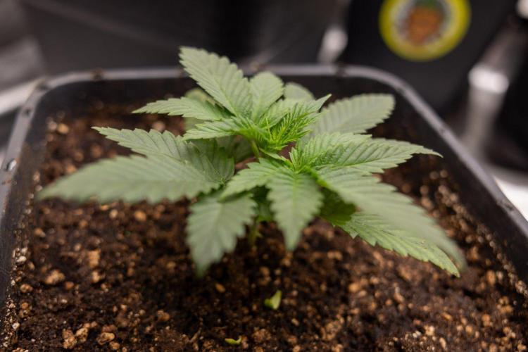 Hash Burger 🍔 - Zamnesia x B&B. Week 2 - Hash Burger Photoperiodic