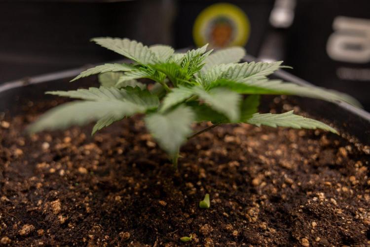 Hash Burger 🍔 - Zamnesia x B&B. Week 2 - Hash Burger Photoperiodic