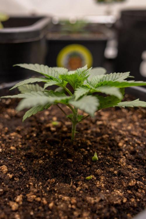 Hash Burger 🍔 - Zamnesia x B&B. Week 2 - Hash Burger Photoperiodic