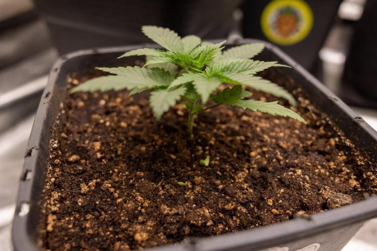 Hash Burger 🍔 - Zamnesia x B&B. Week 2 - Hash Burger Photoperiodic