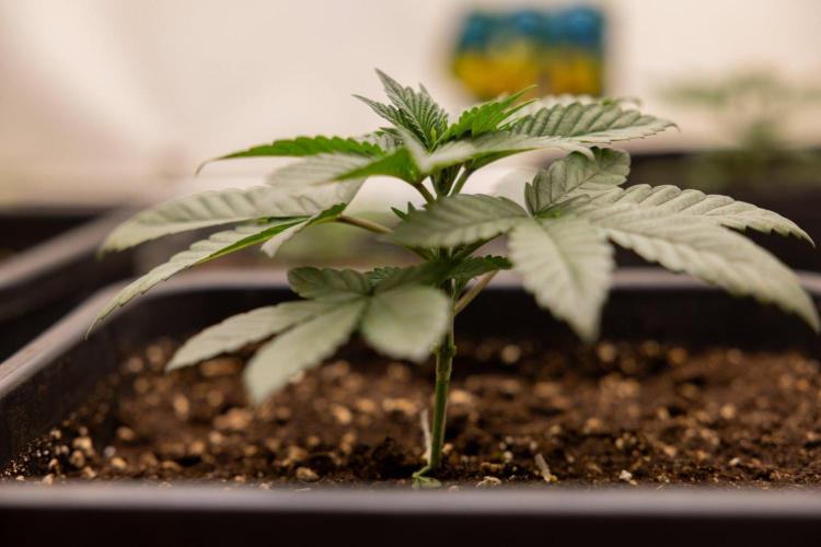 Hash Burger 🍔 - Zamnesia x B&B. Week 2 - Hash Burger Photoperiodic