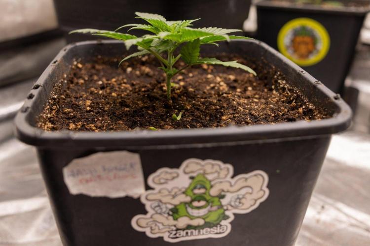 Hash Burger 🍔 - Zamnesia x B&B. Week 2 - Hash Burger Photoperiodic