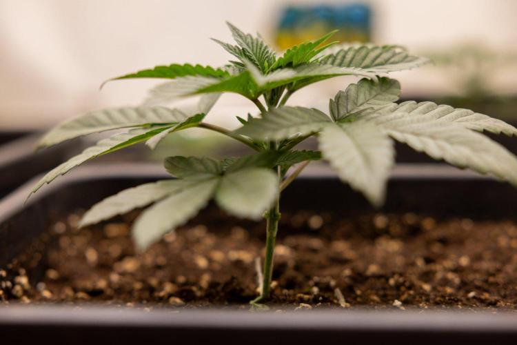 Hash Burger 🍔 - Zamnesia x B&B. Week 2 - Hash Burger Photoperiodic