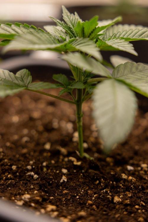 Hash Burger 🍔 - Zamnesia x B&B. Week 2 - Hash Burger Photoperiodic