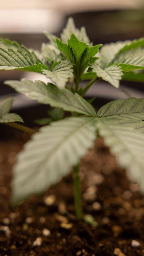 Hash Burger 🍔 - Zamnesia x B&B. Week 2 - Hash Burger Photoperiodic