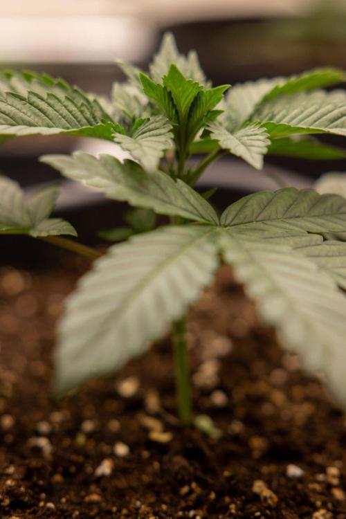 Hash Burger 🍔 - Zamnesia x B&B. Week 2 - Hash Burger Photoperiodic