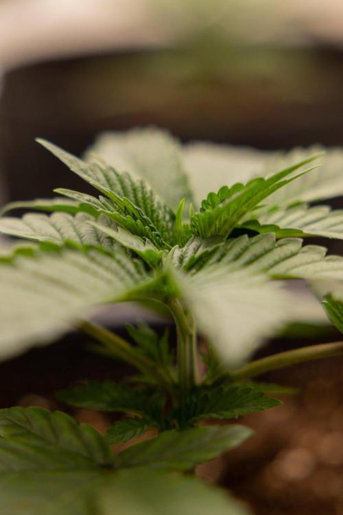 Hash Burger 🍔 - Zamnesia x B&B. Week 2 - Hash Burger Photoperiodic