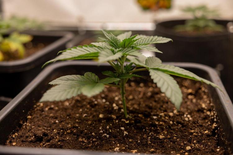 Hash Burger 🍔 - Zamnesia x B&B. Week 2 - Hash Burger Photoperiodic