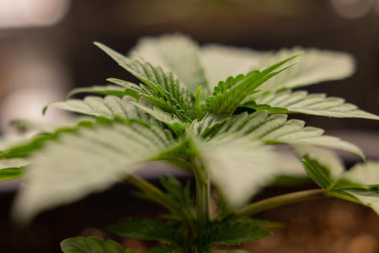 Hash Burger 🍔 - Zamnesia x B&B. Week 2 - Hash Burger Photoperiodic