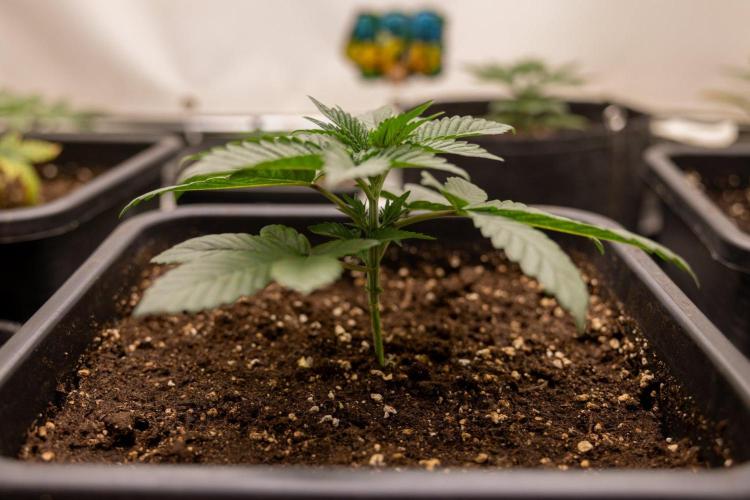 Hash Burger 🍔 - Zamnesia x B&B. Week 2 - Hash Burger Photoperiodic
