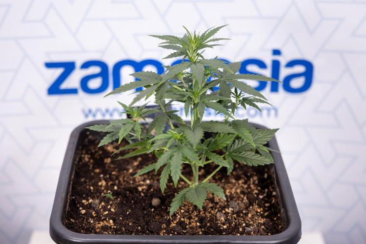 Hawaiian Snow 🌸 Auto - Zamnesia x B&B. Week 4