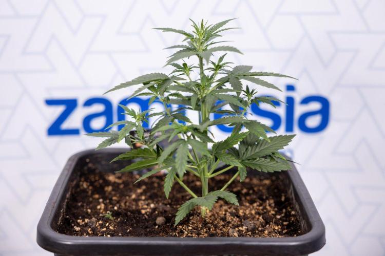 Hawaiian Snow 🌸 Auto - Zamnesia x B&B. Week 4