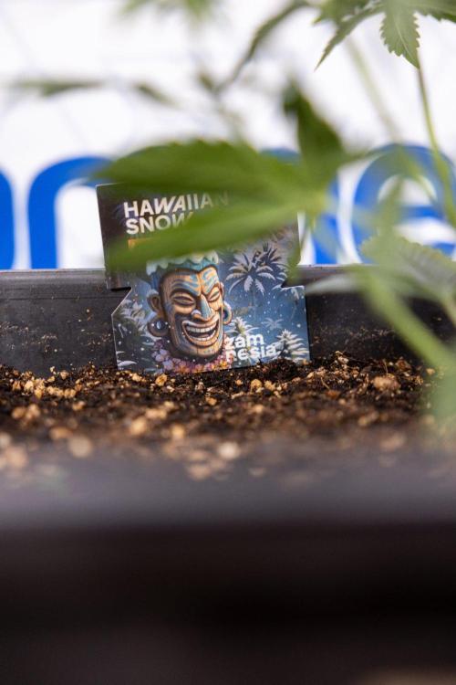 Hawaiian Snow 🌸 Auto - Zamnesia x B&B. Week 4