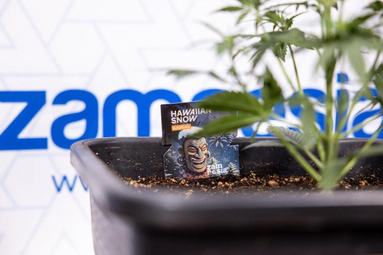 Hawaiian Snow 🌸 Auto - Zamnesia x B&B. Week 4