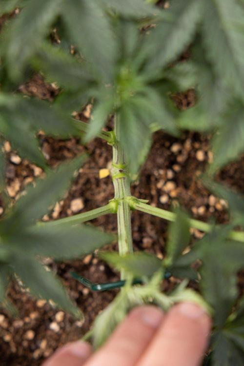 Hawaiian Snow 🌸 Auto - Zamnesia x B&B. Week 4