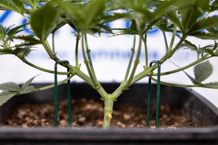 Hawaiian Snow 🌸 Auto - Zamnesia x B&B. Week 4