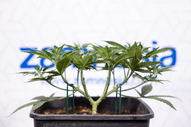 Hawaiian Snow 🌸 Auto - Zamnesia x B&B. Week 4