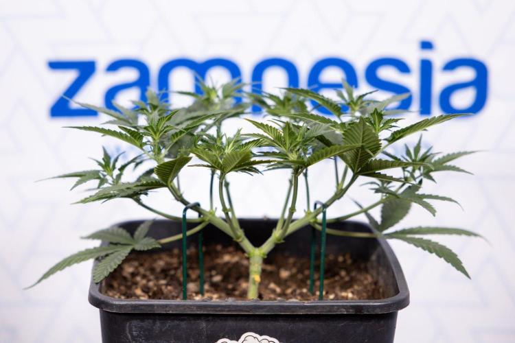 Hawaiian Snow 🌸 Auto - Zamnesia x B&B. Week 4