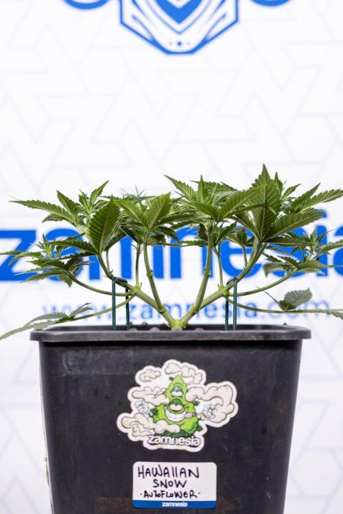 Hawaiian Snow 🌸 Auto - Zamnesia x B&B. Week 4