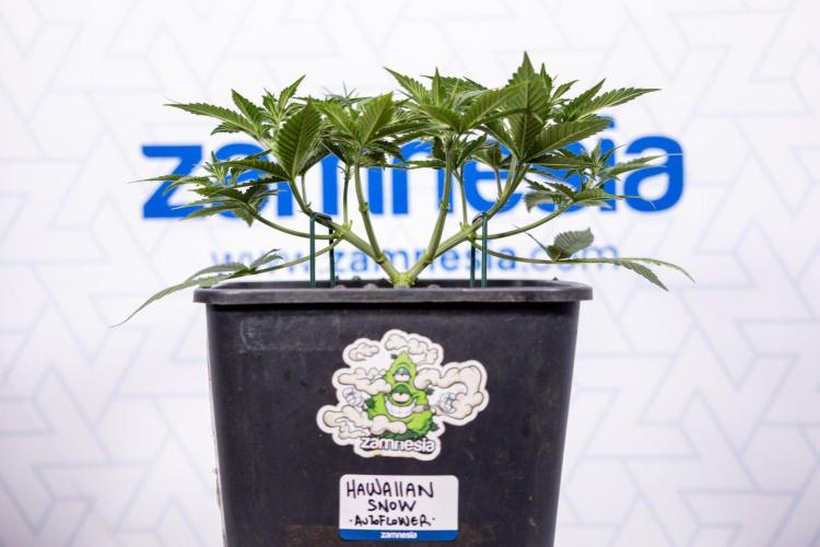 Hawaiian Snow 🌸 Auto - Zamnesia x B&B. Week 4