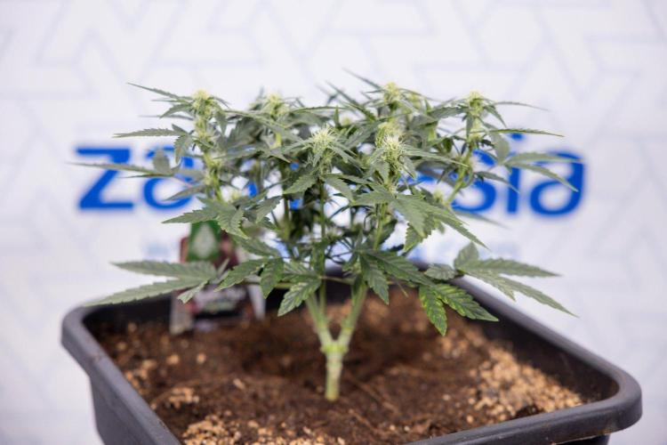 Grape Ape 🍇 F1 Auto - Xamnesia x B&B. Week 4