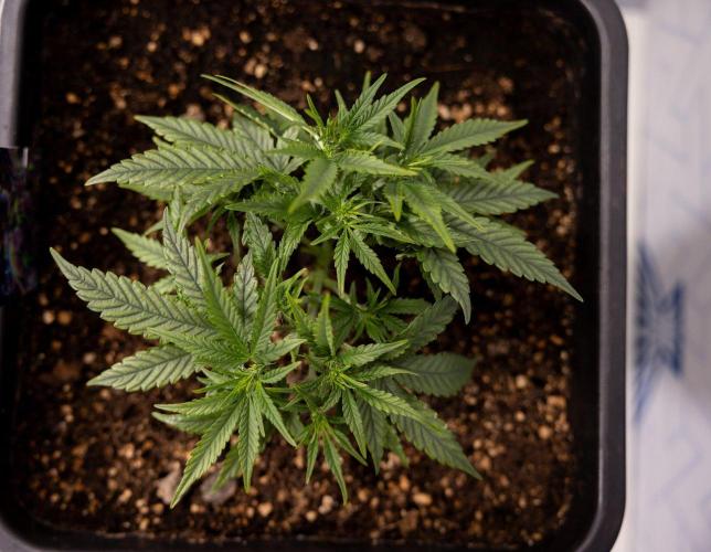 LSD 🌈⃤— F1 Auto - Zamnesia x B&B. Week 4 - LSD F1 Hybrid Auto #2