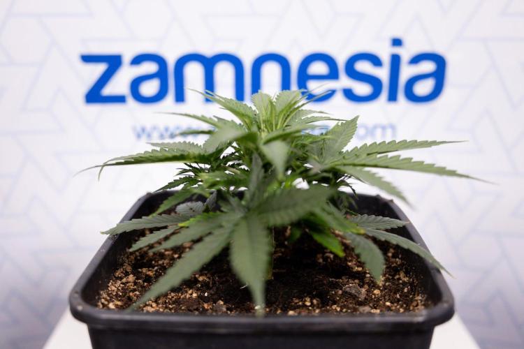 LSD 🌈⃤— F1 Auto - Zamnesia x B&B. Week 4 - LSD F1 Hybrid Auto #1