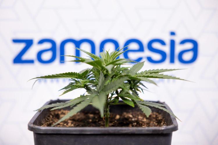 LSD 🌈⃤— F1 Auto - Zamnesia x B&B. Week 4 - LSD F1 Hybrid Auto #1