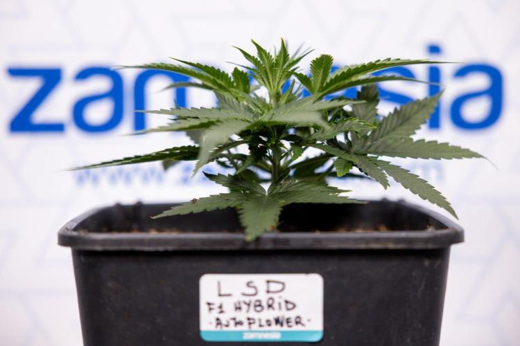 LSD 🌈⃤— F1 Auto - Zamnesia x B&B. Week 4 - LSD F1 Hybrid Auto #1