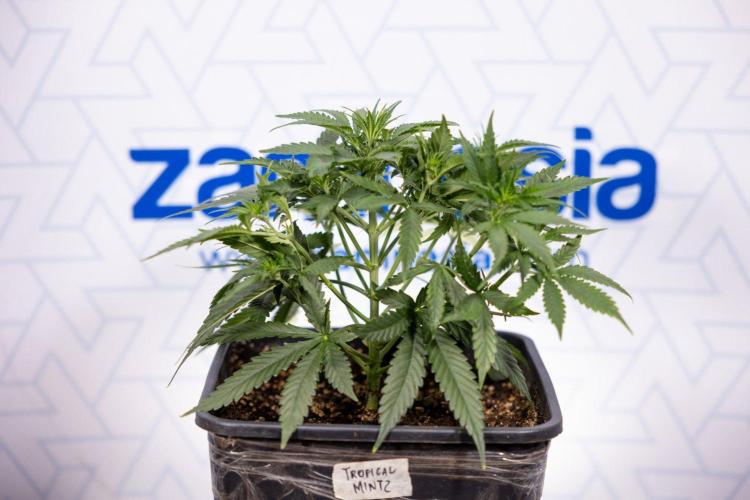 Tropical Mintz 🌴 OG F1 Auto - Zamnesia. Week 4 - Tropical Mintz OG F1 Hybrid Auto #2