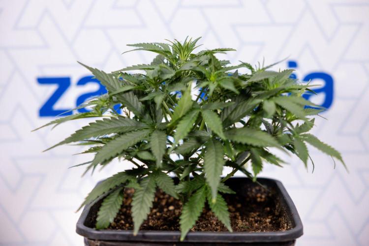 Tropical Mintz 🌴 OG F1 Auto - Zamnesia. Week 4 - Tropical Mintz OG F1 Hybrid Auto #2