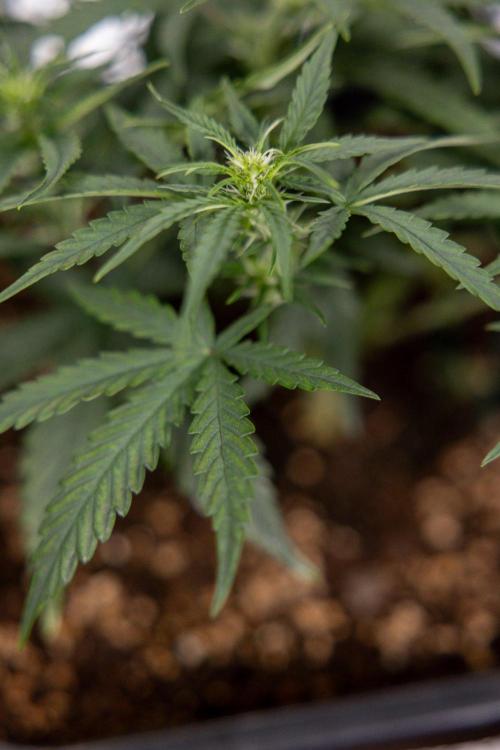 Tropical Mintz 🌴 OG F1 Auto - Zamnesia. Week 4 - Tropical Mintz OG F1 Hybrid Auto #1