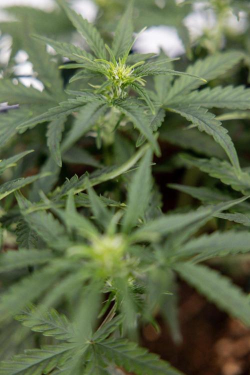 Tropical Mintz 🌴 OG F1 Auto - Zamnesia. Week 4 - Tropical Mintz OG F1 Hybrid Auto #1