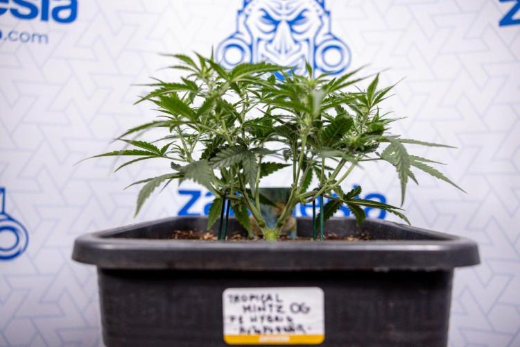 Tropical Mintz 🌴 OG F1 Auto - Zamnesia. Week 4 - Tropical Mintz OG F1 Hybrid Auto #1