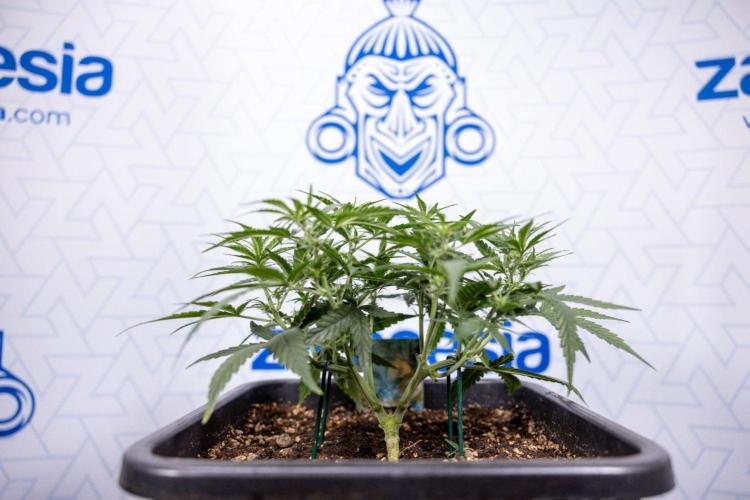 Tropical Mintz 🌴 OG F1 Auto - Zamnesia. Week 4 - Tropical Mintz OG F1 Hybrid Auto #1