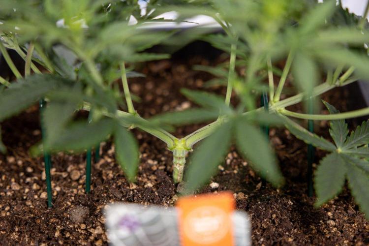 White Widow 🕷️ F1 Auto - Xamnesia x B&B. Week 4 - White Widow F1 Hybrid Automatic #2 - Main Lining