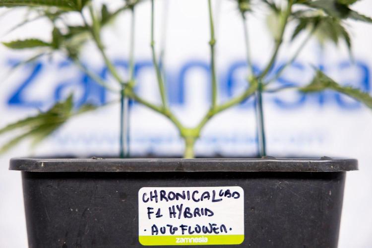 Chronical 1:1 ☤ - Zamnesia x B&B. Week 4 - Chronical CBD 1:1 F1 Hybrid Auto #2 - Main Lining