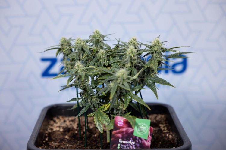 Grape Ape 🍇 F1 Auto - Xamnesia x B&B. Week 5 - Grape Ape F1 Hybrid Auto - Plant 1 - Main Lining No Lst - Week 5