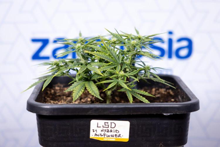 LSD 🌈⃤— F1 Auto - Zamnesia x B&B. Week 5 - LSD F1 Hybrid Auto - Plant 1 - Main Lining - Week 5